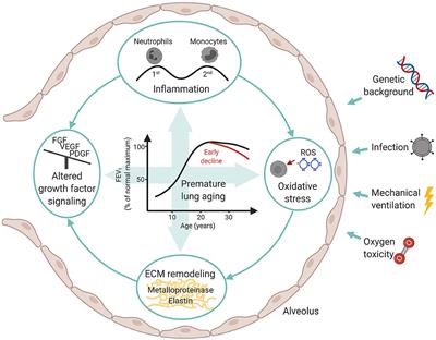 Early Changes and Indicators Characterizing Lung Aging in Neonatal Chronic Lung Disease